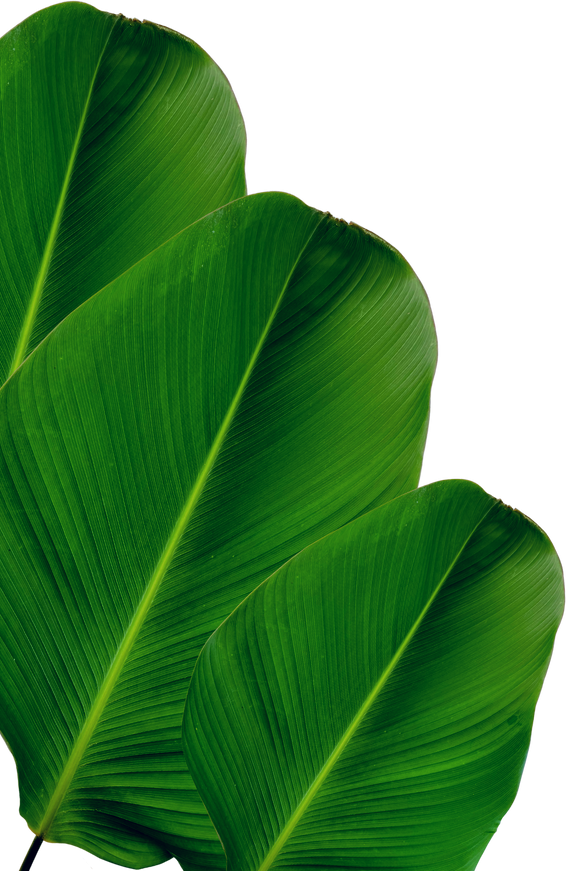 green banana leaf png